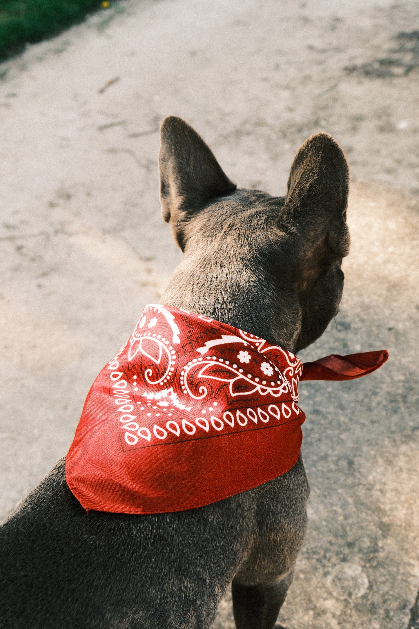 Foulards pour chiens