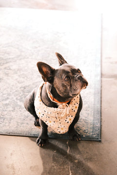 Collection Dogs Mamoune